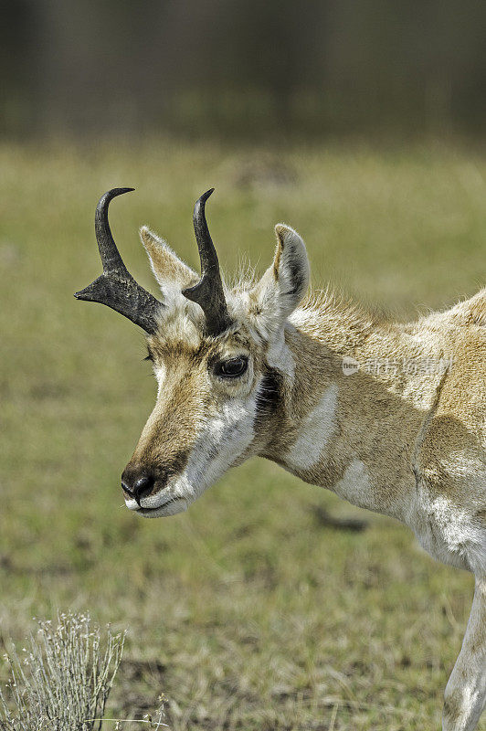 叉角羚(Antilocapra americana)是一种偶蹄类哺乳动物，原产于北美中西部内陆。黄石国家公园，怀俄明州。一个男性。近距离。